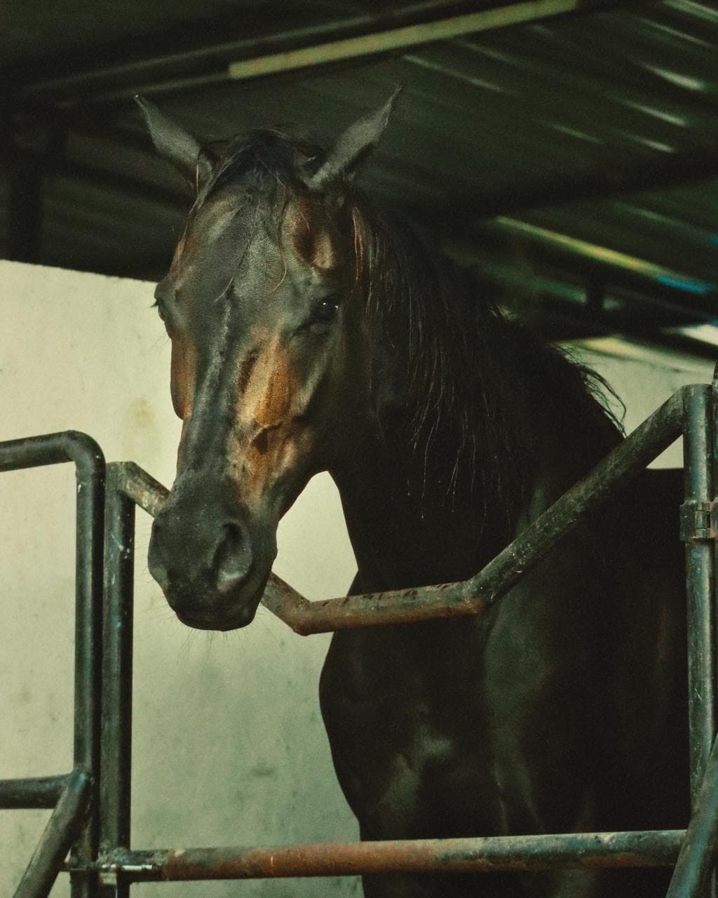 Equestrian Care