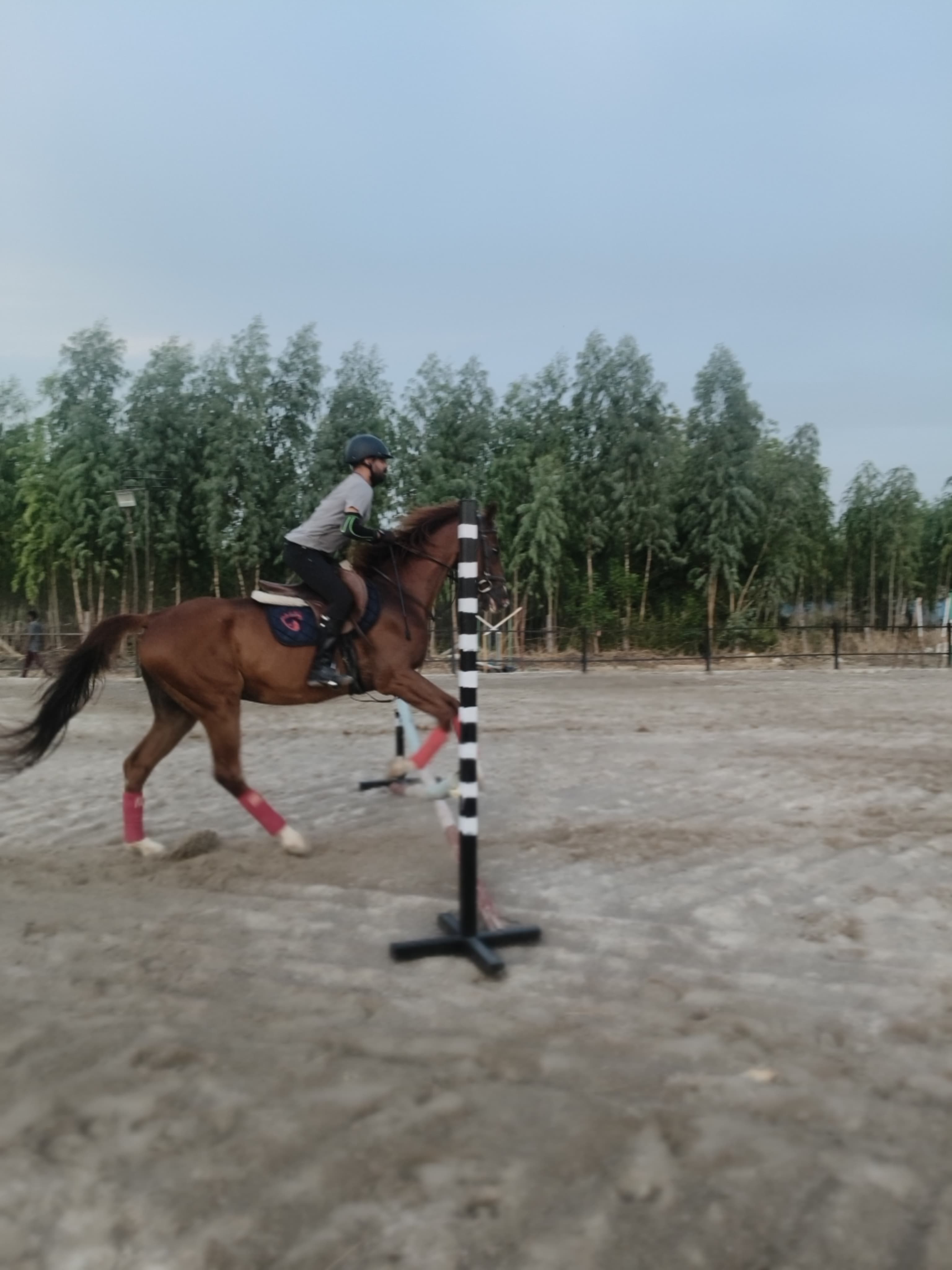 Academy Stables
